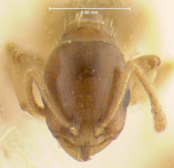 Media type: image;   Entomology 21034 Aspect: head frontal view
